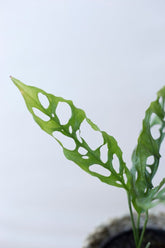 Monstera obliqua peru
